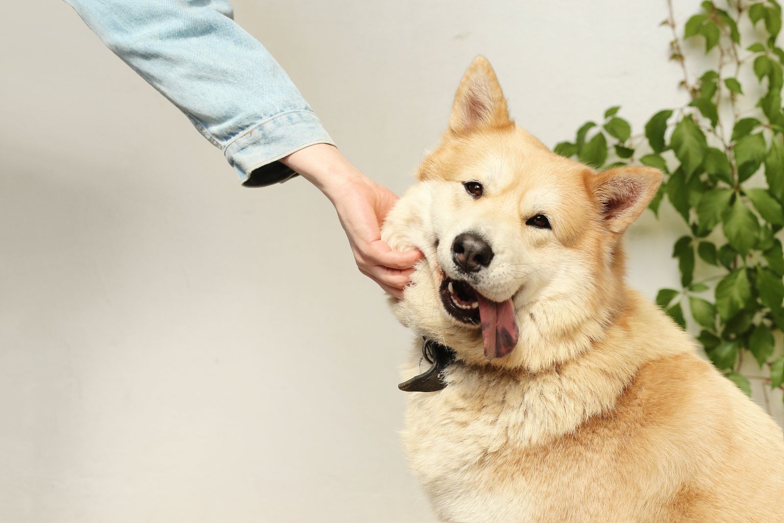 Happy tan-and-white dog being gently scratched under the chin at home