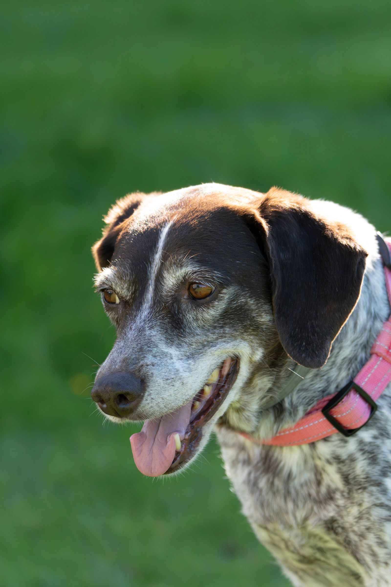 Happy black-and-white dog wearing a pink collar outdoors in natural sunlight