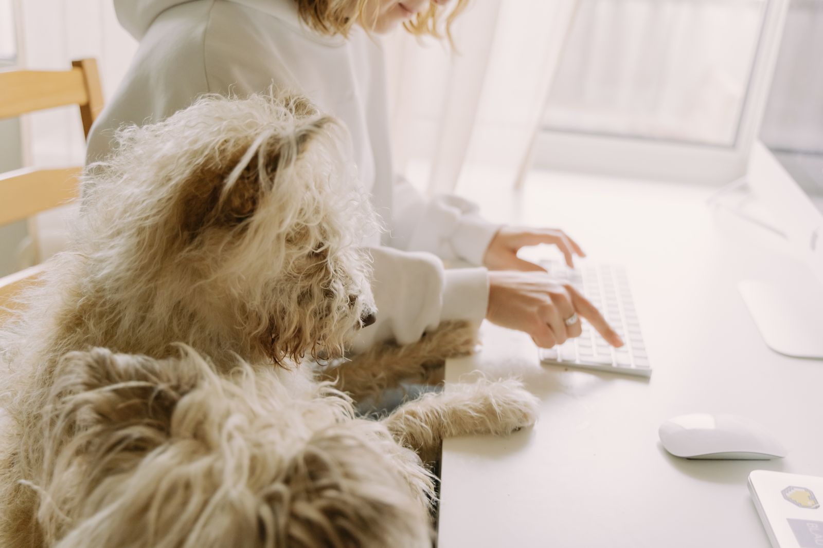 Two dogs resting beside a person reviewing care details on a computer at home